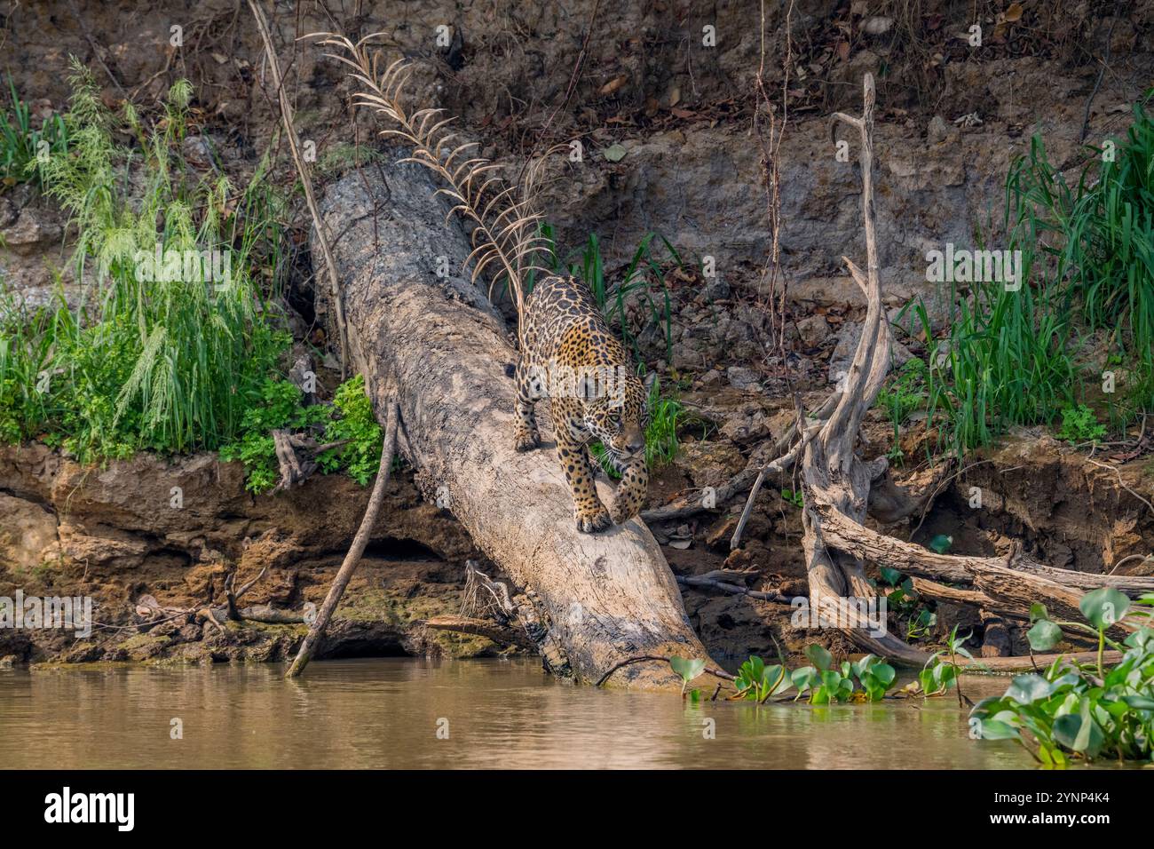 Un Jaguar (Panthera ONCA) sur un arbre tombé le long de la rive d'un des affluents de la rivière Cuiaba près de Porto Jofre dans le nord du Pantanal, Banque D'Images