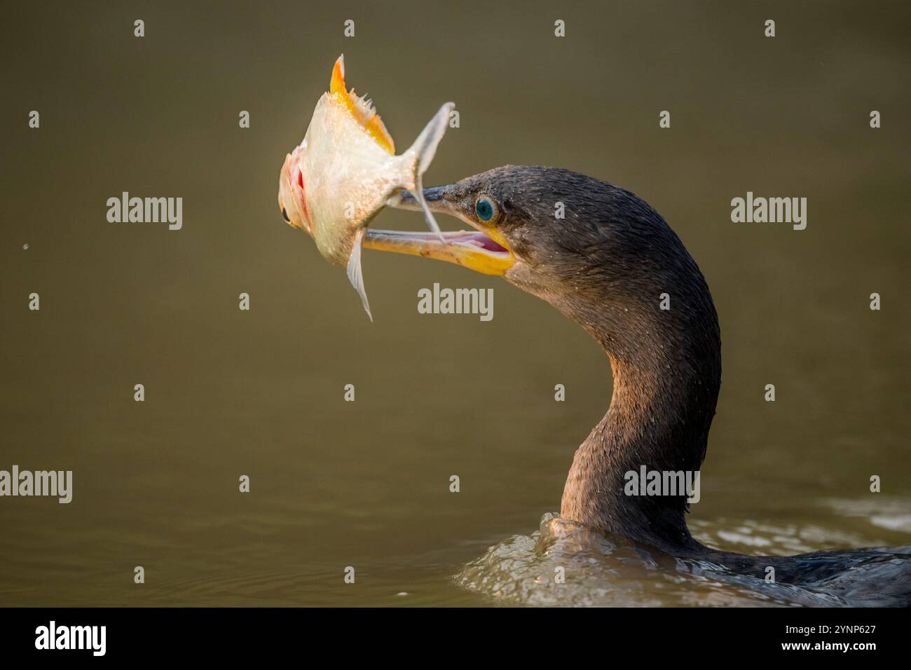 Un cormoran néotrope (Phalacrocorax brasilianus) a capturé un piranha dans un affluent de la rivière Cuiaba près de Porto Jofre dans le nord du Pantanal, dans le Mato Banque D'Images