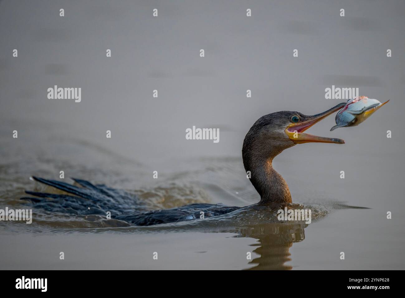 Un cormoran néotrope (Phalacrocorax brasilianus) a capturé un piranha dans un affluent de la rivière Cuiaba près de Porto Jofre dans le nord du Pantanal, dans le Mato Banque D'Images