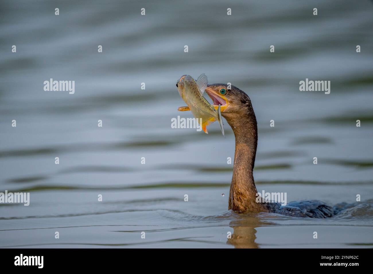 Un cormoran néotrope (Phalacrocorax brasilianus) a capturé un piranha dans un affluent de la rivière Cuiaba près de Porto Jofre dans le nord du Pantanal, dans le Mato Banque D'Images