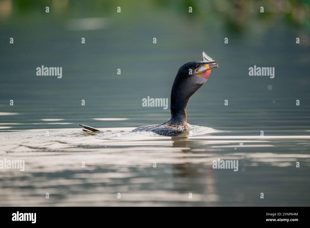 Un cormoran néotrope (Phalacrocorax brasilianus) avale une piranha dans un affluent de la rivière Cuiaba près de Porto Jofre dans le nord du Pantanal Banque D'Images