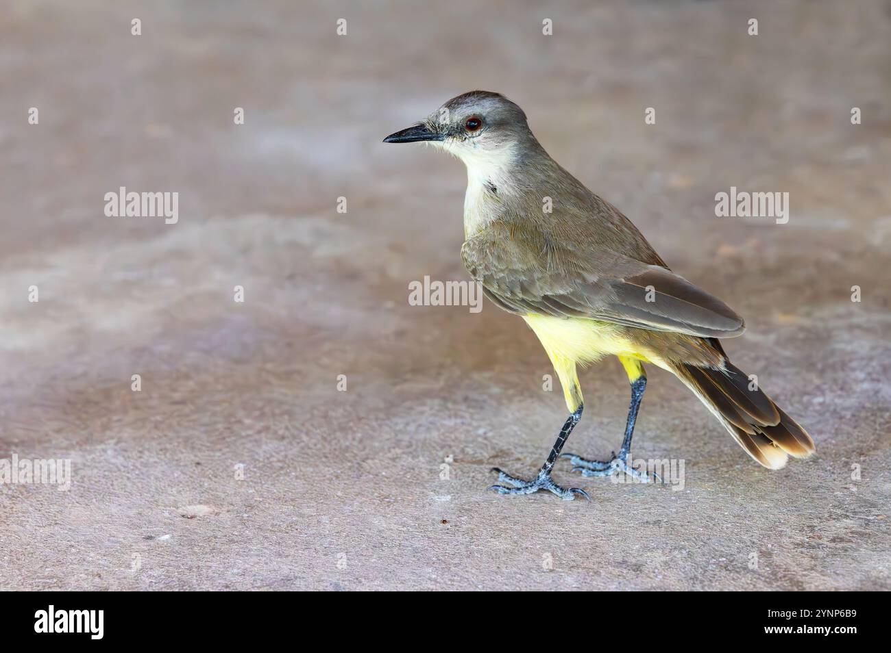 Mockingbird à sourcils craies, Mimus saturninus, sur le sol, faune du Pantanal, Mato Grosso, Brésil Amérique du Sud ; oiseau sauvage. Banque D'Images