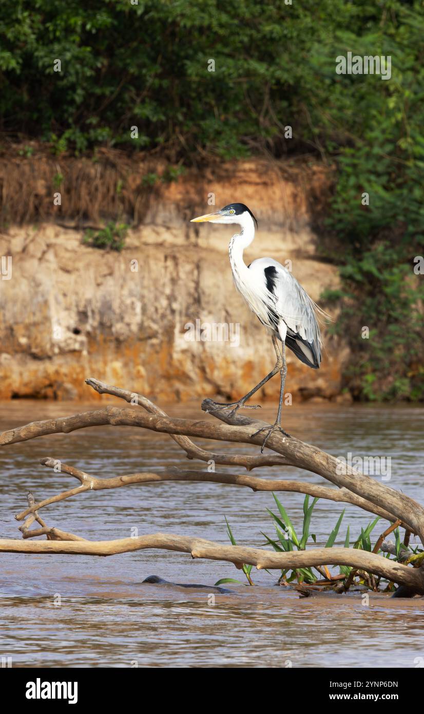 Héron Cocoi, Ardea cocoi, perché sur une branche au-dessus d'une rivière, adulte, vue latérale, faune du Pantanal, Mato Grosso, Brésil Amérique du Sud ; oiseau sauvage. Banque D'Images