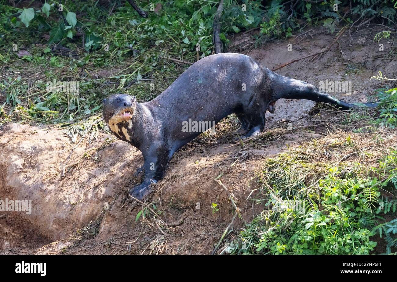 Loutre de rivière géante, Pteronura brasiliensis, marchant sur des terres utilisées comme latrines. La plus grande de la famille Weasel, faune menacée ; le Pantanal, Brésil Banque D'Images Loutre de rivière géante, Pteronura brasiliensis, marchant sur des terres utilisées comme latrines. La plus grande de la famille Weasel, faune menacée ; le Pantanal, Brésil Banque D'Images