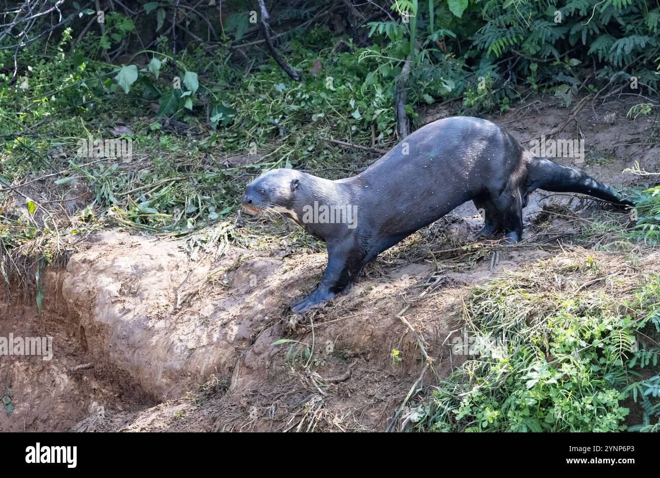 Loutre de rivière géante, Pteronura brasiliensis, marchant sur des terres utilisées comme latrines. La plus grande de la famille Weasel, faune menacée ; le Pantanal, Brésil Banque D'Images Loutre de rivière géante, Pteronura brasiliensis, marchant sur des terres utilisées comme latrines. La plus grande de la famille Weasel, faune menacée ; le Pantanal, Brésil Banque D'Images