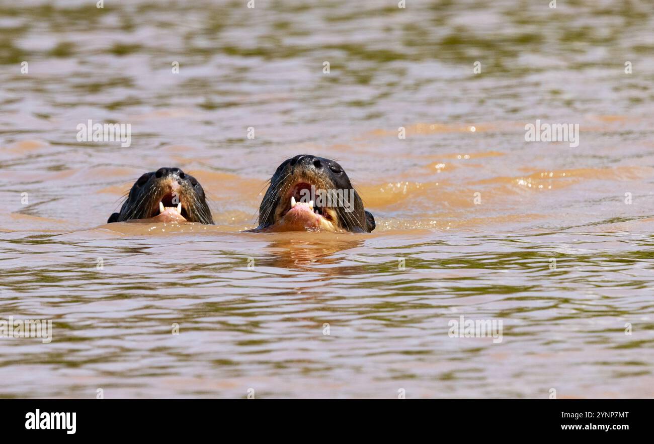 Otter de rivière géante, Pteronura brasiliensis, une paire d'adultes nageant, le Pantanal, Brésil Amérique du Sud. Faune sauvage menacée Banque D'Images Otter de rivière géante, Pteronura brasiliensis, une paire d'adultes nageant, le Pantanal, Brésil Amérique du Sud. Faune sauvage menacée Banque D'Images