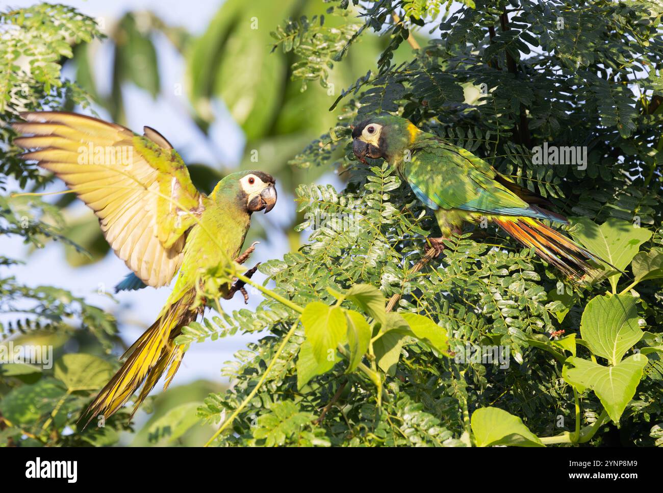 Macaw à collier doré, Primolius auricollis ; dans la forêt tropicale ; oiseaux du Pantanal et la faune ; Pantanal, Brésil Amérique du Sud . Paire d'aras. Banque D'Images