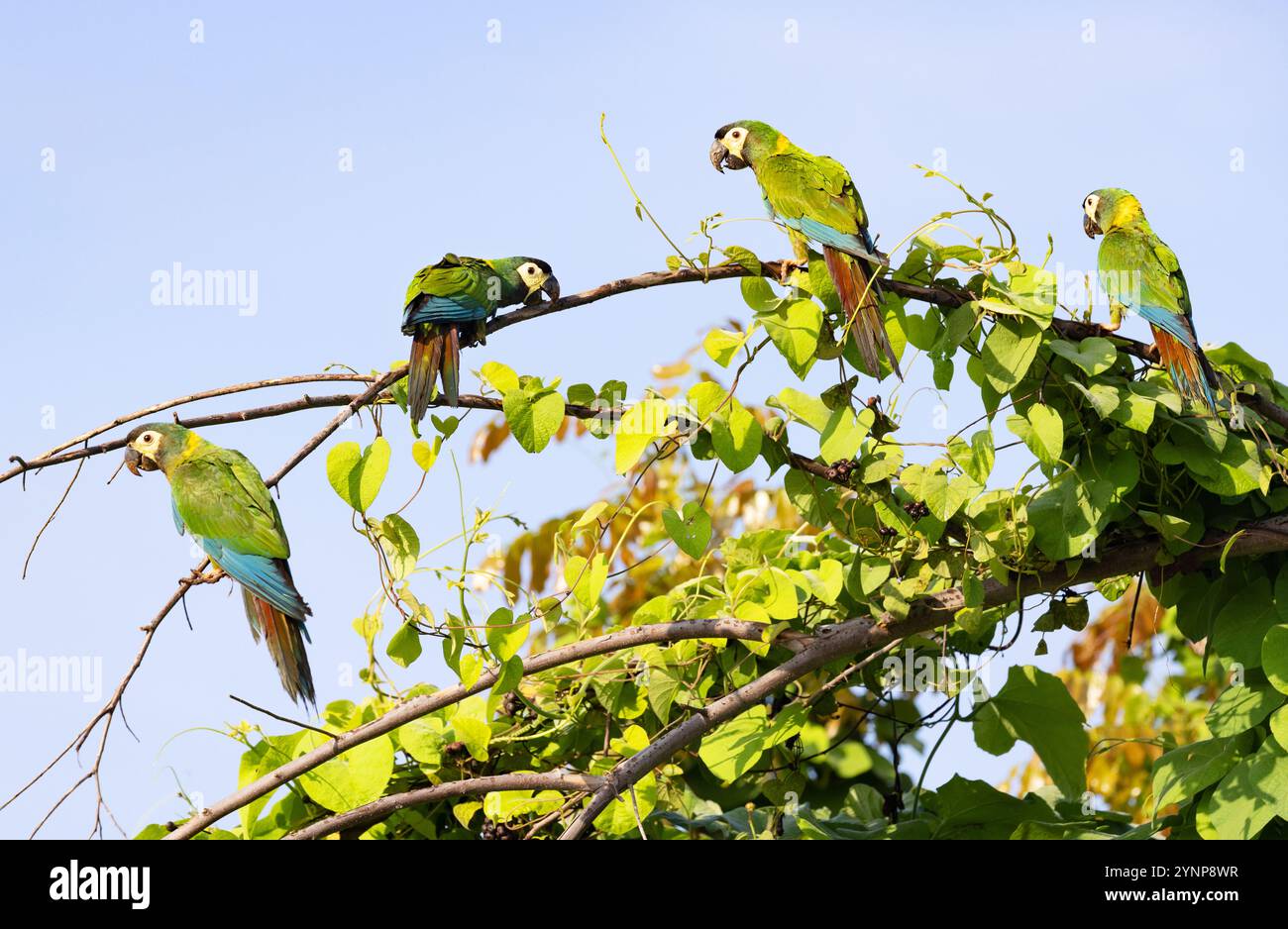 Macaw à collier doré, Primolius auricollis ; dans la forêt tropicale ; oiseaux et faune du Pantanal ; Pantanal, Brésil Amérique du Sud. Quatre aras. Banque D'Images