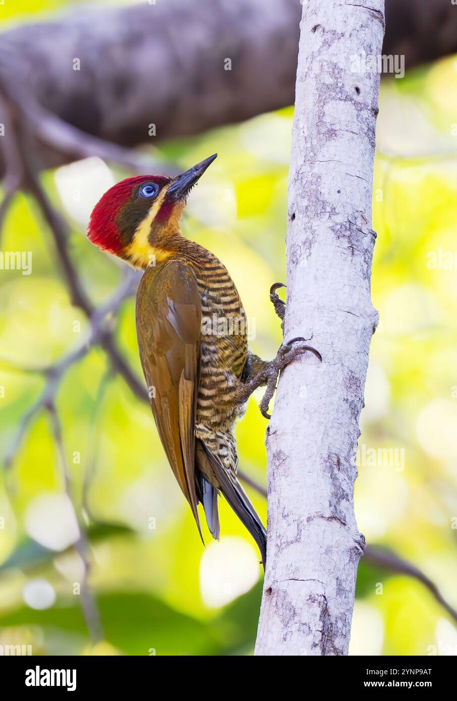 Pic-vert doré, Piculus chrysochloros vue latérale, faune du Pantanal, Mato Grosso, Brésil Amérique du Sud ; oiseau sauvage. Banque D'Images