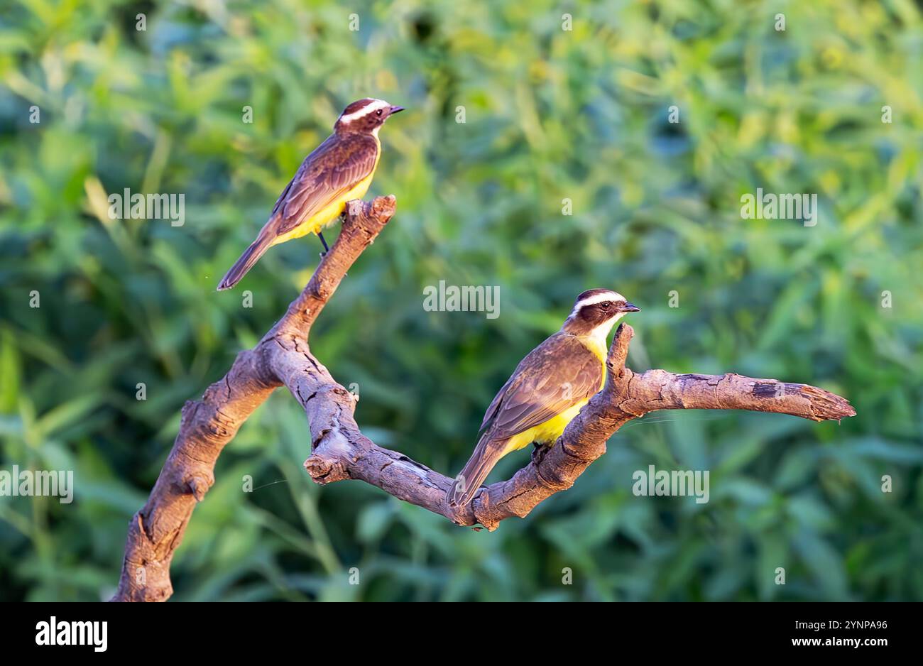 Grand kiskadee, Pitangus sulphuratus ; paire sur une branche, oiseaux passereaux, faune du Pantanal, Mato Grosso, Brésil Amérique du Sud ; oiseau sauvage. Banque D'Images