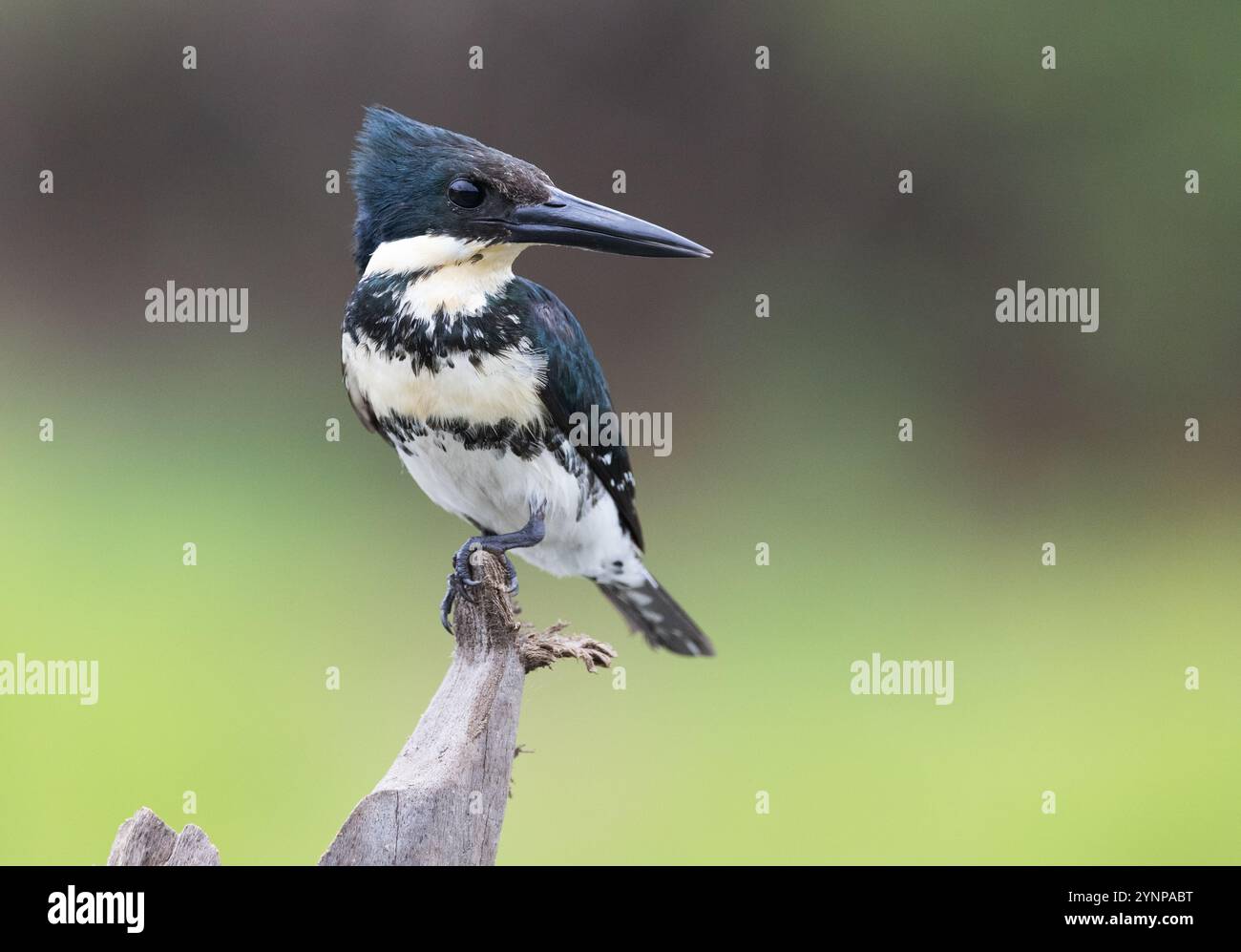 kingfisher vert, Chloroceryle americana, oiseau femelle perché regardant à droite ; faune du Pantanal, Mato Grosso, Brésil Amérique du Sud ; oiseau sauvage. Banque D'Images