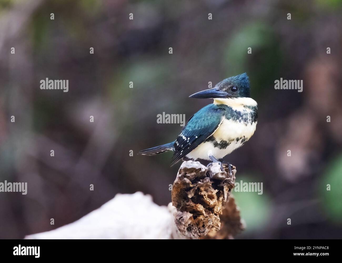kingfisher vert, Chloroceryle americana, oiseau femelle perché regardant à gauche ; faune du Pantanal, Mato Grosso, Brésil Amérique du Sud ; oiseau sauvage. Banque D'Images