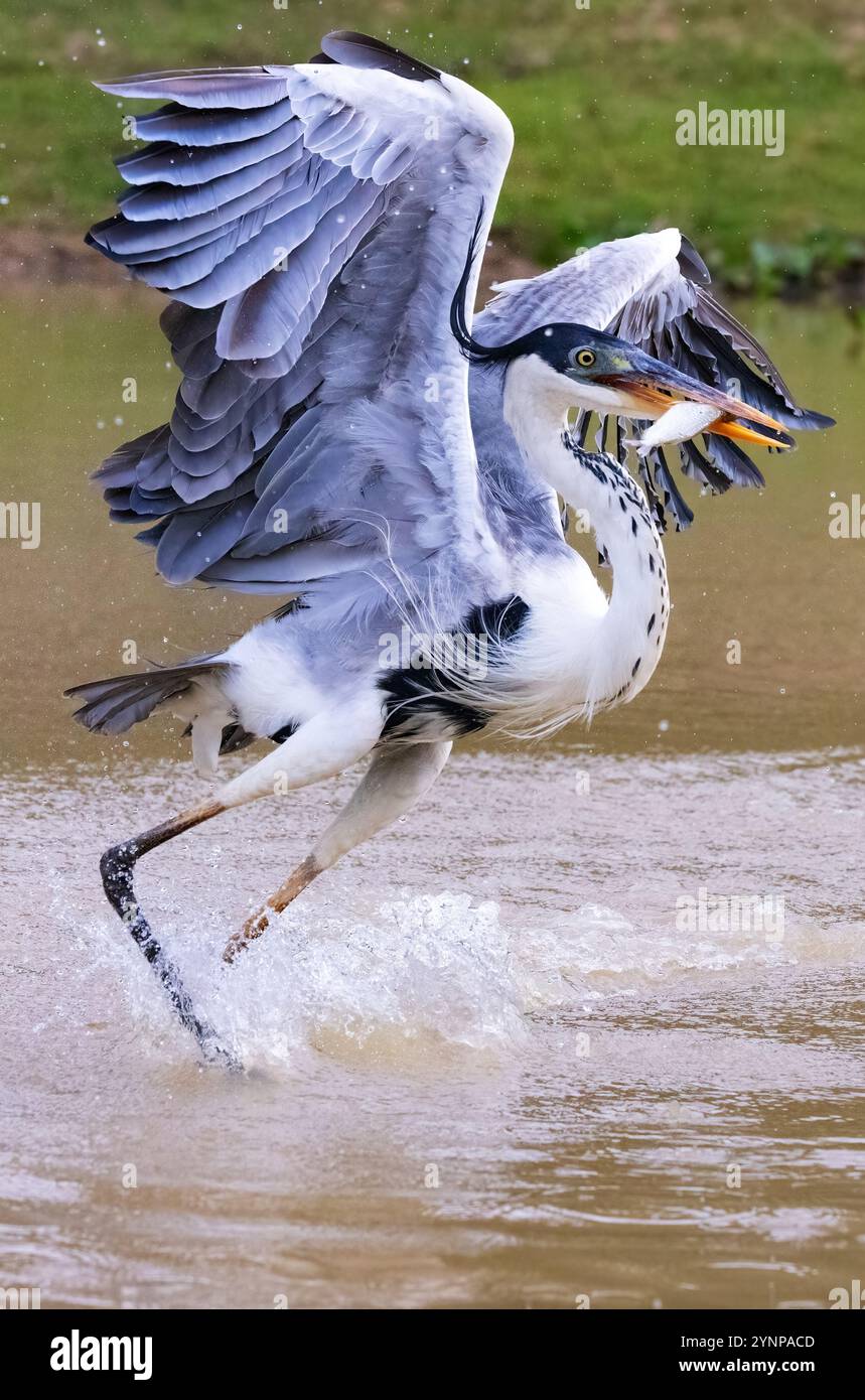 Pêche aux hérons. Cocoi Heron, Ardea Cocoi, pêchant des poissons dans une rivière ; les zones humides du Pantanal, Pantanal Brésil Amérique du Sud. Oiseau du Pantanal et faune sauvage Banque D'Images