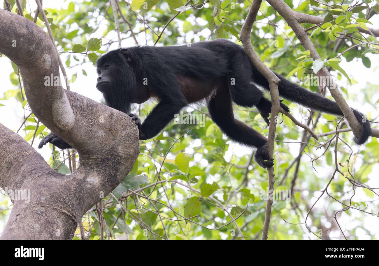 Un mâle adulte singe noir hurleur, Alouatta caraya, grimpant dans un arbre, le Pantanal, Brésil faune sud-américaine. Banque D'Images Un mâle adulte singe noir hurleur, Alouatta caraya, grimpant dans un arbre, le Pantanal, Brésil faune sud-américaine. Banque D'Images