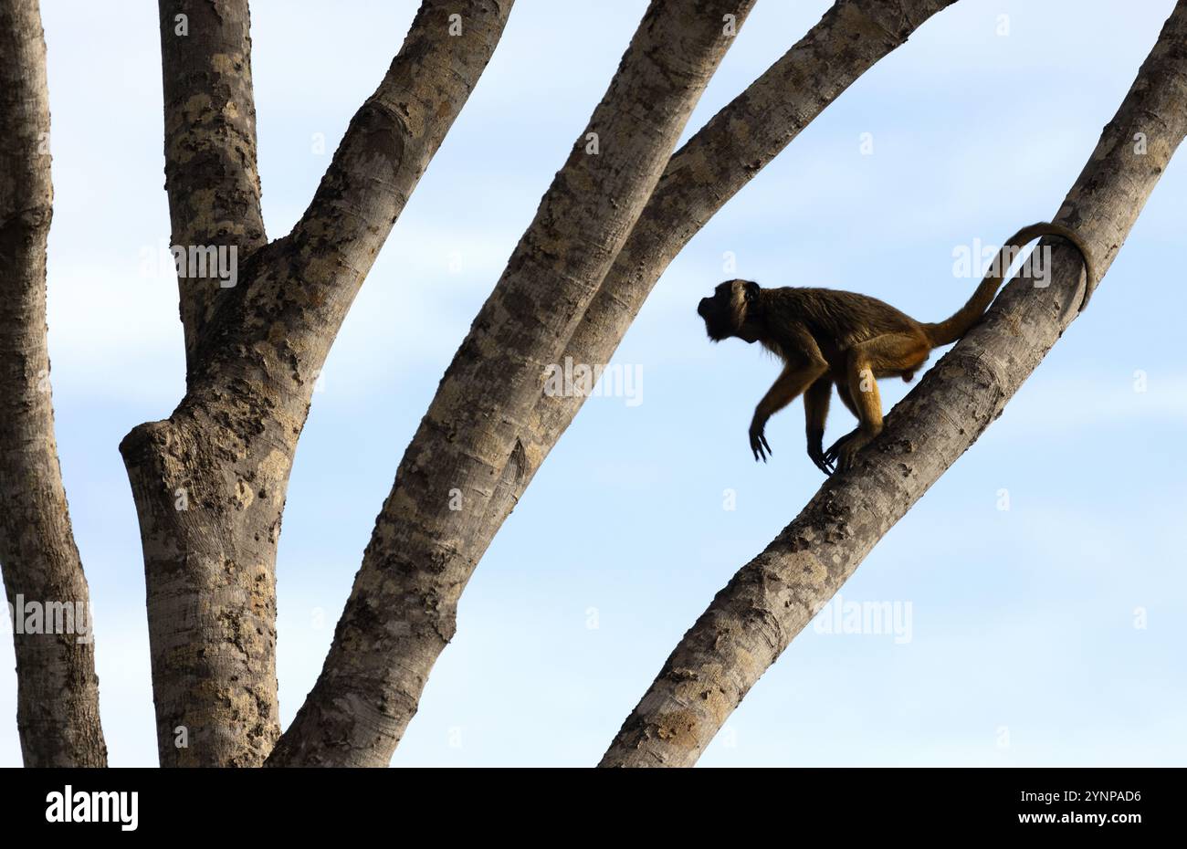 Une femelle adulte singe noir hurleur, Alouatta caraya, grimpant dans un arbre, le Pantanal, Brésil faune sud-américaine. Singe New World Banque D'Images