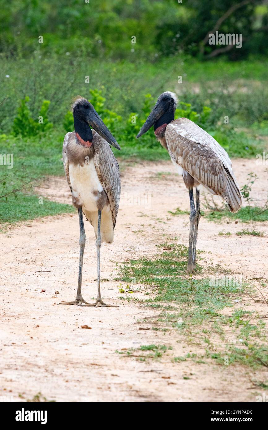 Jabiru Stork, Jabiru mycteria, une paire de cigognes Jabiru adultes sur le sol ; faune du Pantanal ; Pantanal, Brésil oiseaux du Pantanal Amérique du Sud Banque D'Images