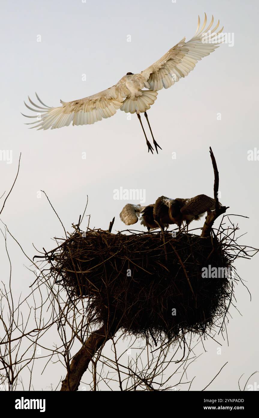 Cigogne Jabiru, mycteria Jabiru, cigogne adulte débarquant sur son nid avec des poussins, faune du pantanal ; Pantanal Brésil Amérique du Sud. Oiseaux du Pantanal. Banque D'Images