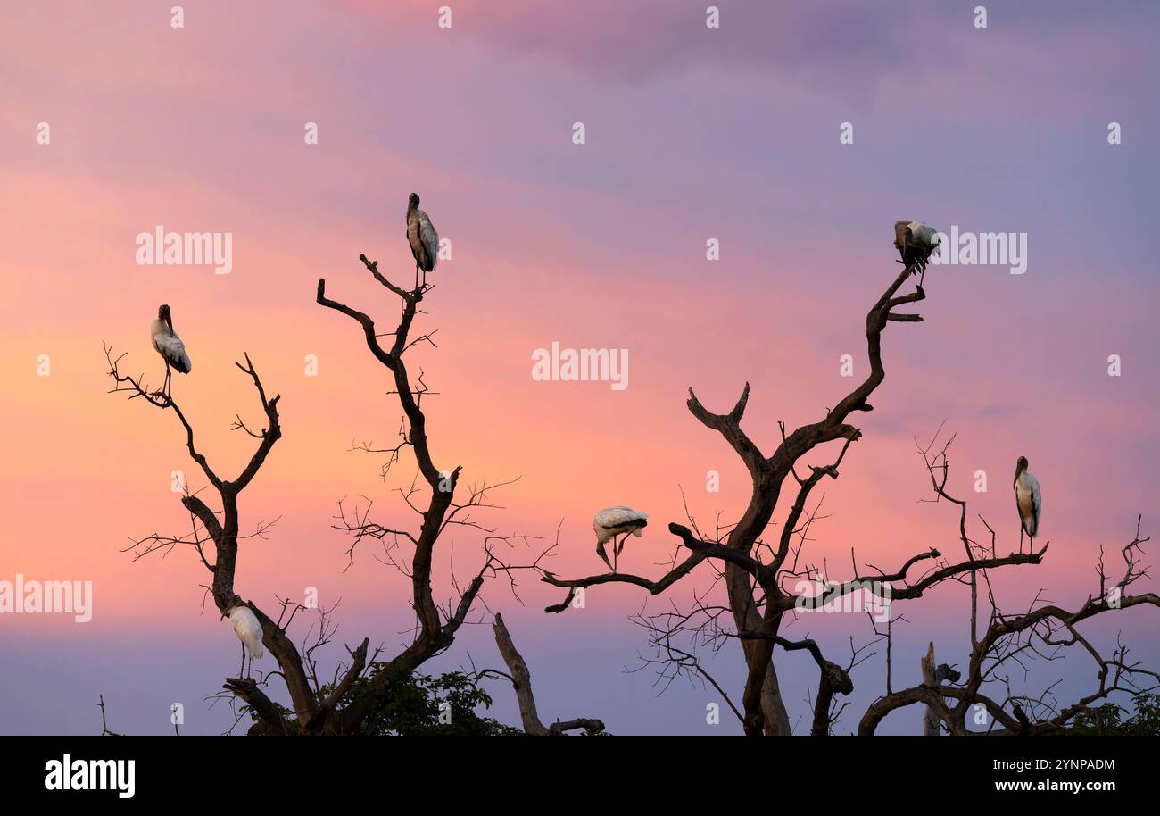 Coucher de soleil tropical coloré ; paysage naturel, nature dans la forêt tropicale du Pantanal, le Pantanal Brésil Amérique du Sud Banque D'Images