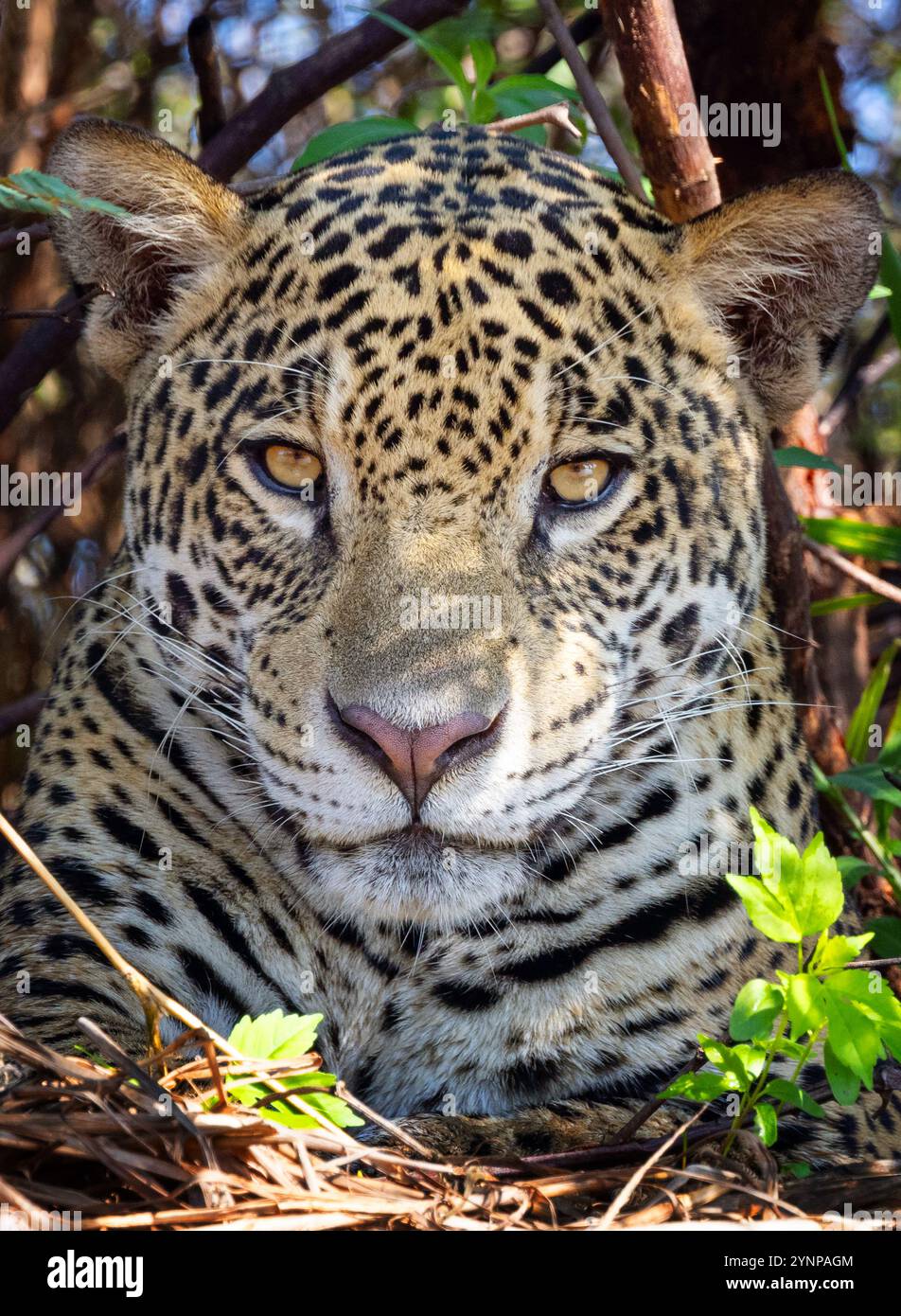 Animal Jaguar femelle adulte, Panthera Onca, portrait de la tête et du visage, regardant la caméra, faune du Pantanal en gros plan, Pantanal Brésil Amérique du Sud. Banque D'Images
