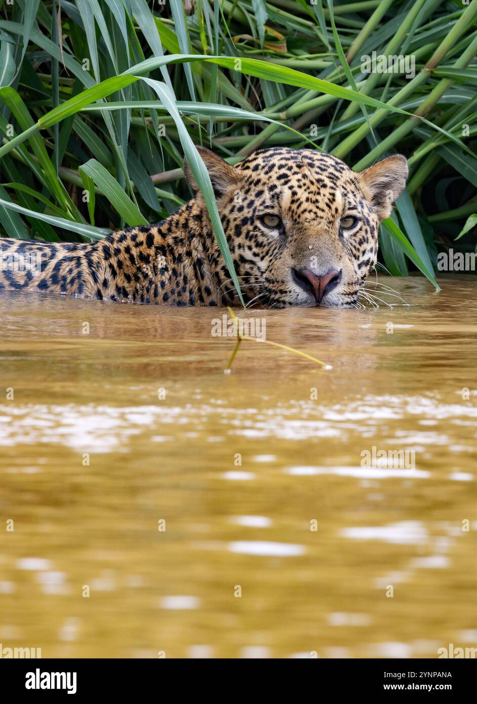 Jaguar animal nageant dans la rivière ; Panthera Onca, grand chat et prédateur apex chasse pour caïman, les zones humides du Pantanal, Pantanal, Brésil Amérique du Sud. Banque D'Images