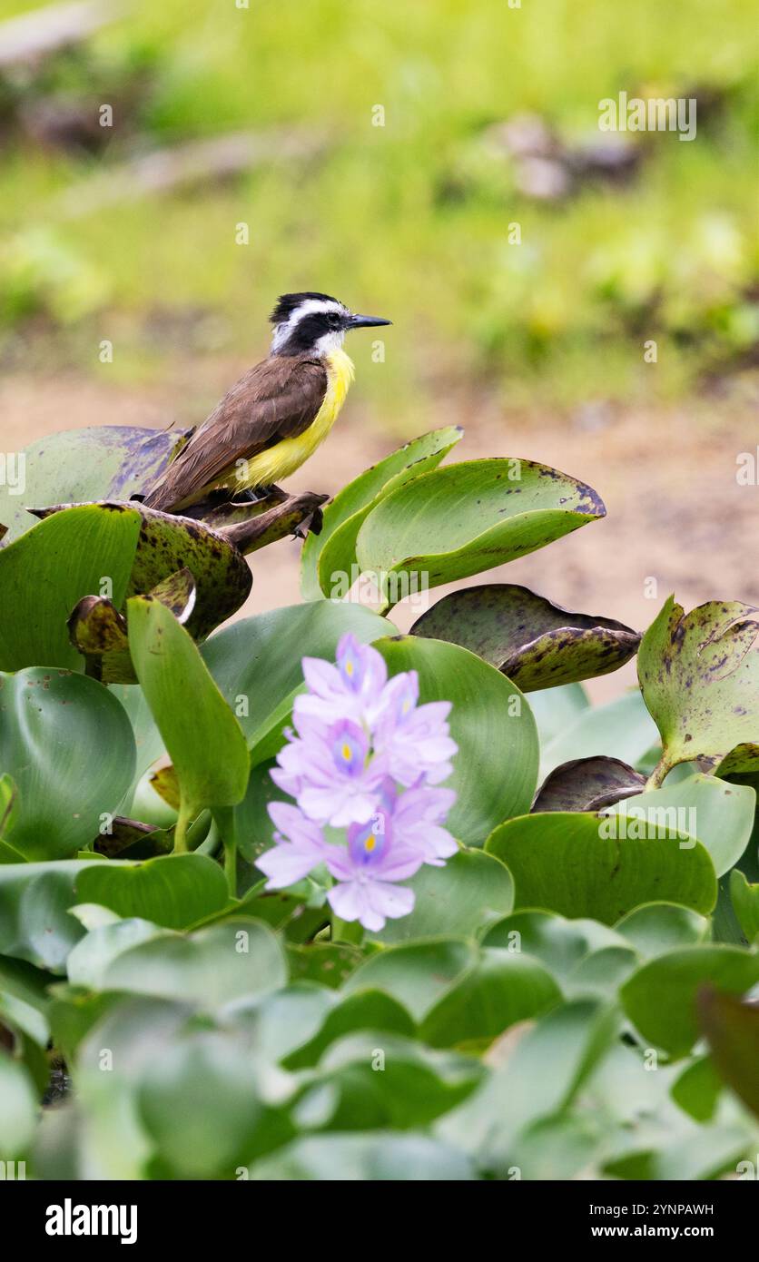 Moindre Kiskadee, oiseau lictor philohydor perché sur une jacinthe d'eau, faune du Pantanal, Pantanal, Brésil Amérique du Sud Banque D'Images