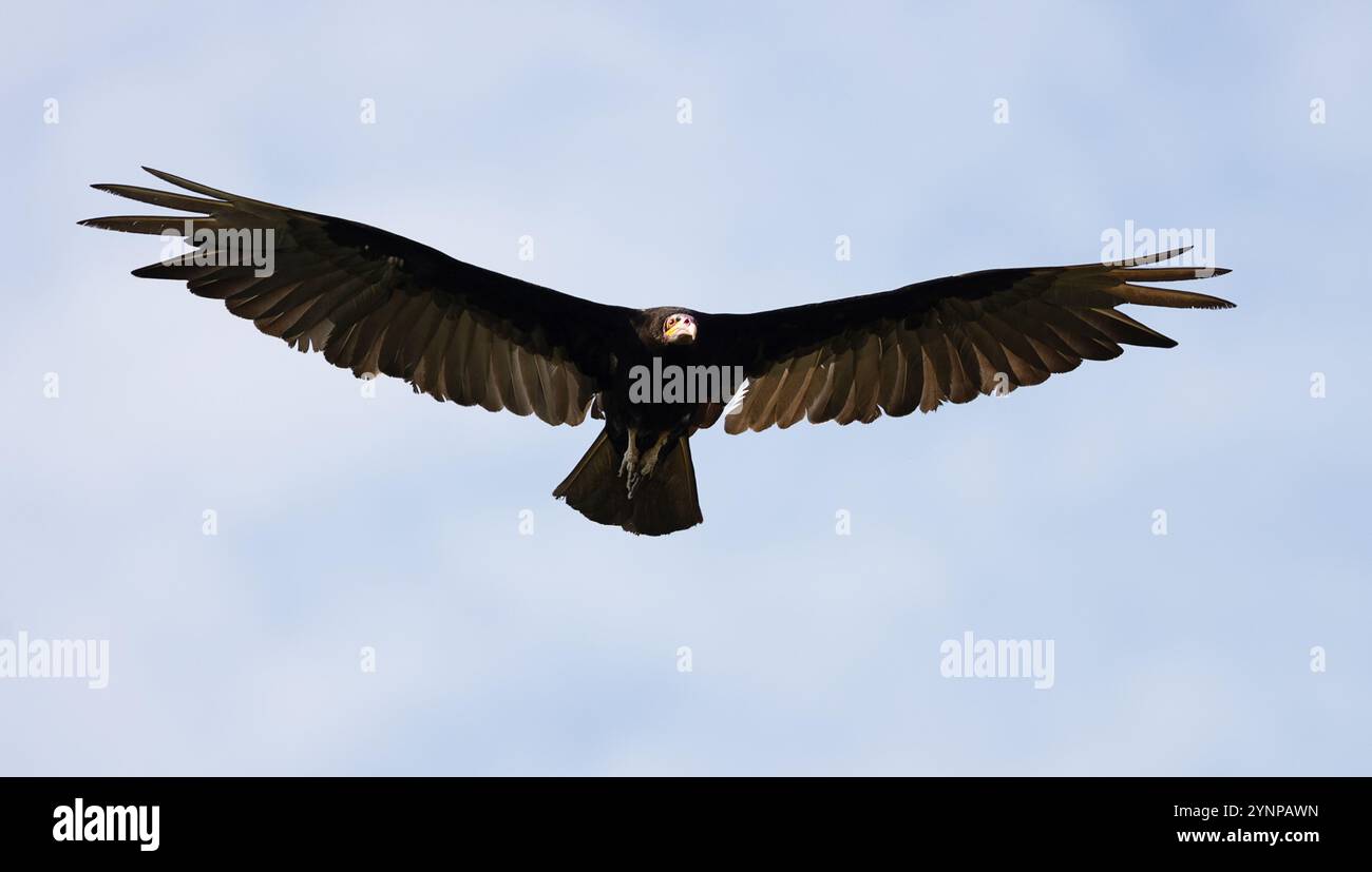 Vulture à tête jaune inférieure, Cathartes burrovianus, en vol, vautours volant ; faune du Pantanal; le Pantanal, Brésil Amérique du Sud Banque D'Images