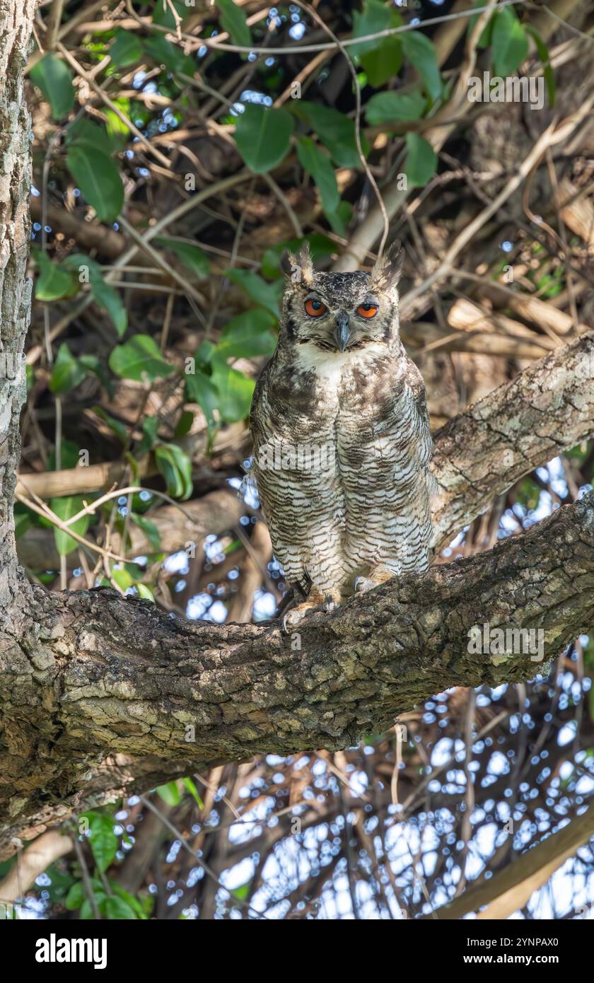 Grande chouette à cornes, Bubo virginianus perché dans un arbre, oiseau de proie du Pantanal, faune, Pantanal, Brésil Amérique du Sud Banque D'Images