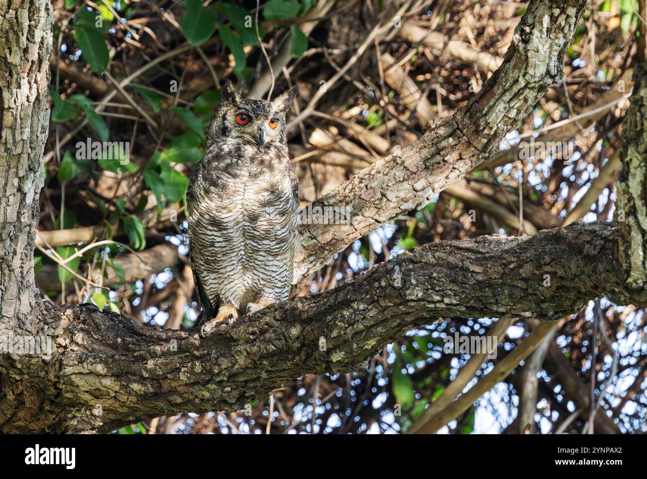 Grande chouette à cornes, Bubo virginianus perché dans un arbre, oiseau de proie du Pantanal, faune, Pantanal, Brésil Amérique du Sud Banque D'Images