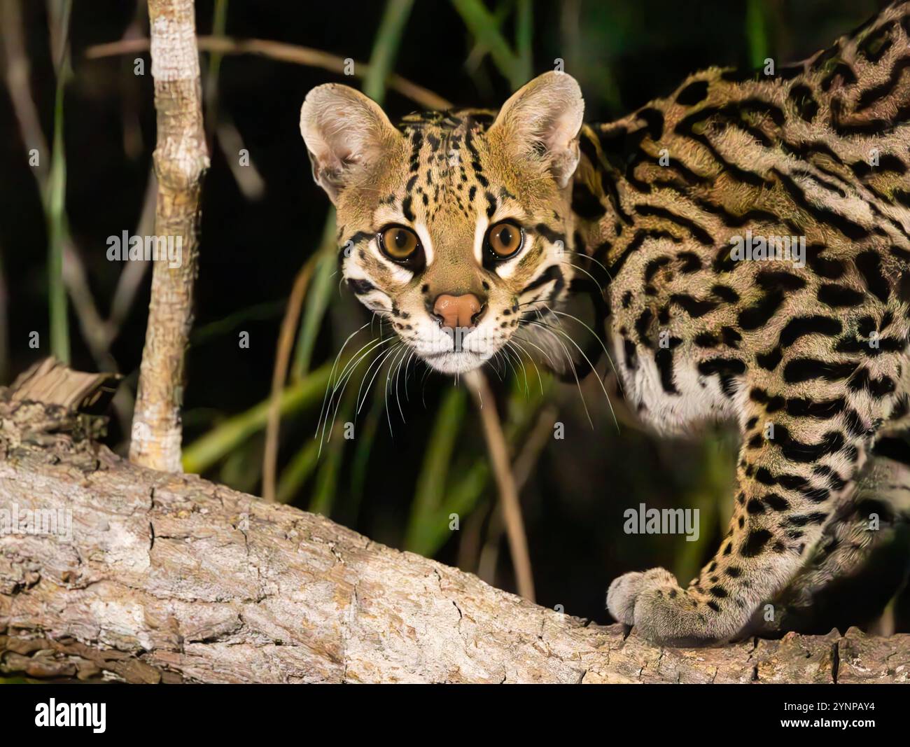 Un Ocelot adulte, Leopardus pardalis, bel animal gros plan portrait de chat, Pantanal Brésil Amérique du Sud. Animal sauvage de la nature d'Amérique du Sud Banque D'Images