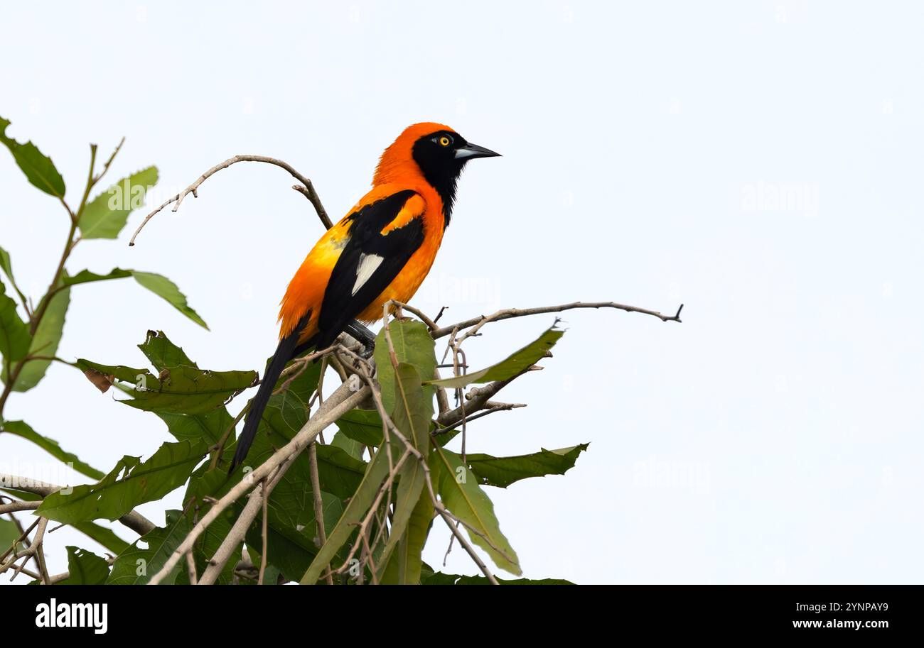 Troupial à dos orange, icterus croconotus ; un oiseau adulte perché ; oiseaux du Pantanal et faune sauvage, Pantanal, Brésil, Amérique du Sud Banque D'Images