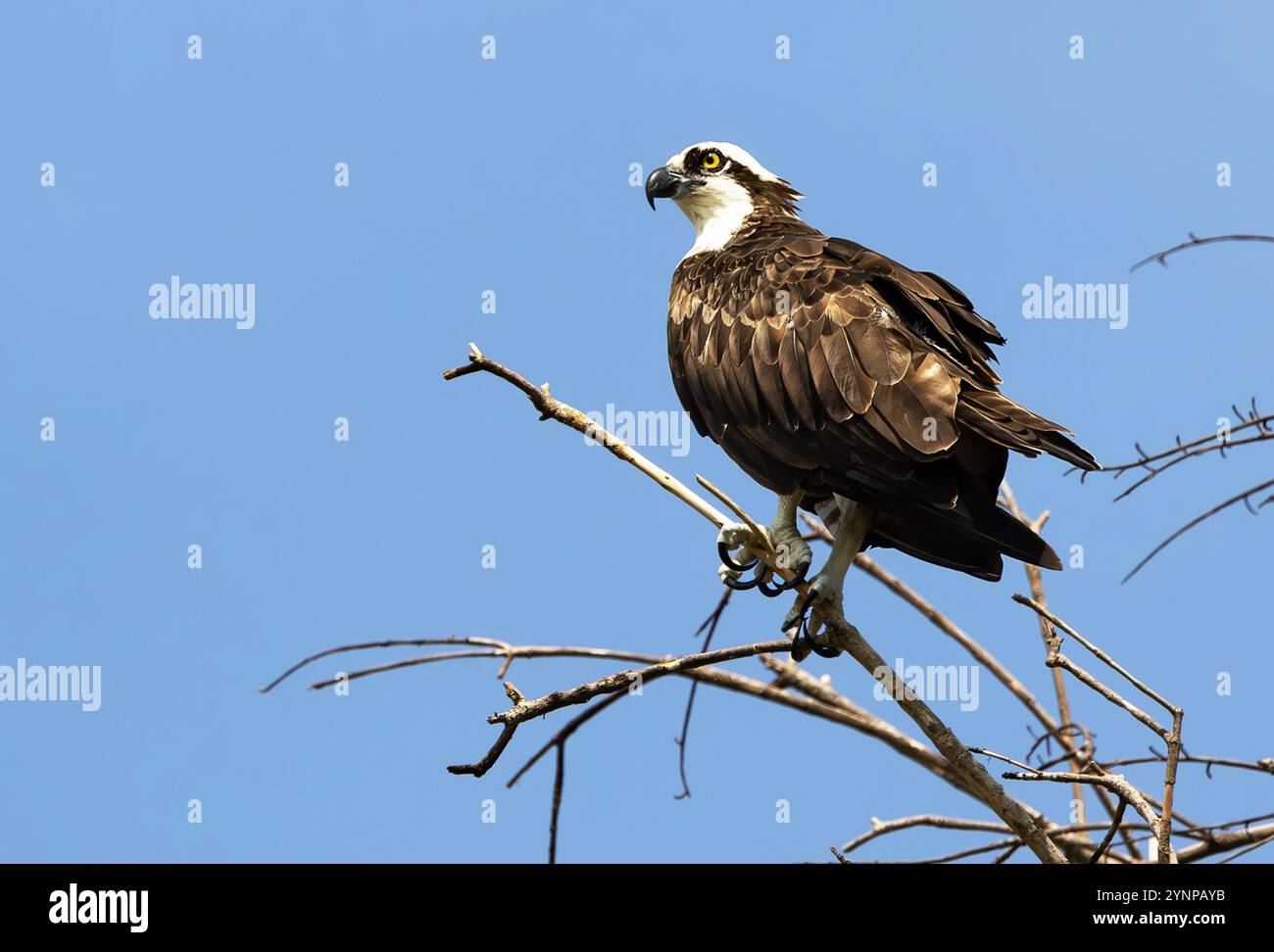 Osprey, Pandion haliaetus ; un oiseau de proie adulte perché ; oiseaux et faune du Pantanal, Pantanal, Brésil Amérique du Sud Banque D'Images