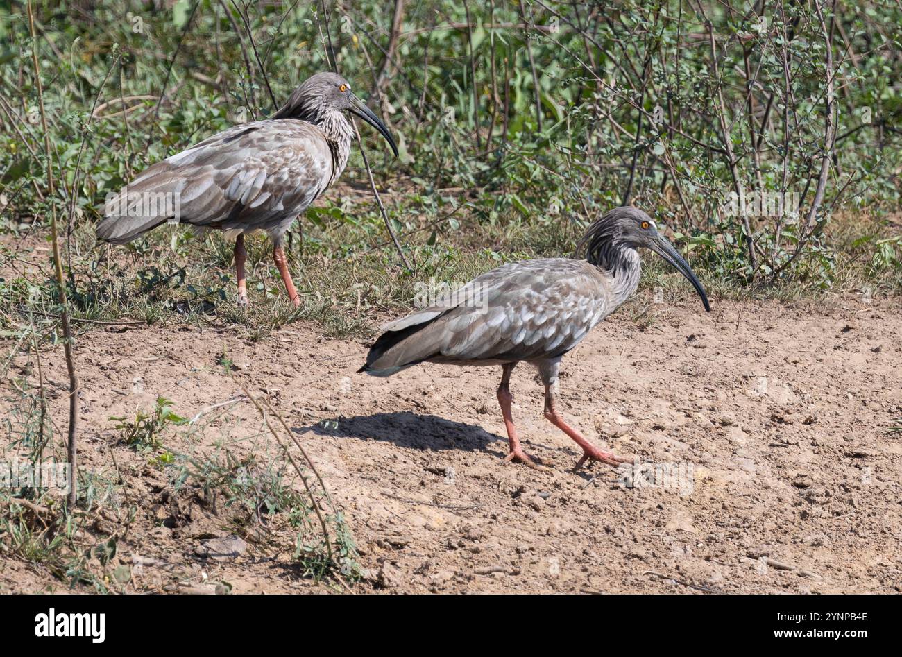 Une paire d'Ibis Plumbeous, Theristicus caerulescens, prev. Appelé Blue Ibis, une grande espèce d'oiseau ibis ; faune du Pantanal, Brésil Amérique du Sud Banque D'Images