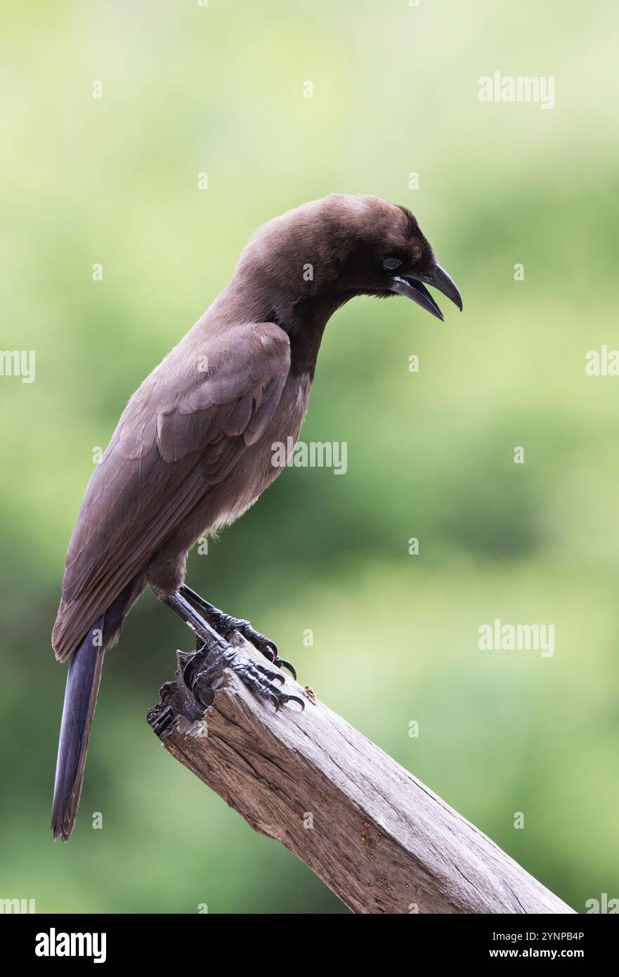 Jay pourpre, Cyanocorax cyanomelas ; un oiseau adulte perché ; oiseaux du Pantanal et faune sauvage, Pantanal, Brésil Amérique du Sud Banque D'Images