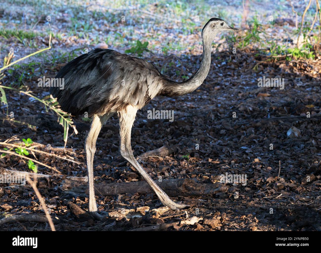 Rhea, Rhea americana, Greater Rhea ou American Rhea, un grand oiseau sauvage adulte sans vol dans le Pantanal, Brésil Amérique du Sud Banque D'Images