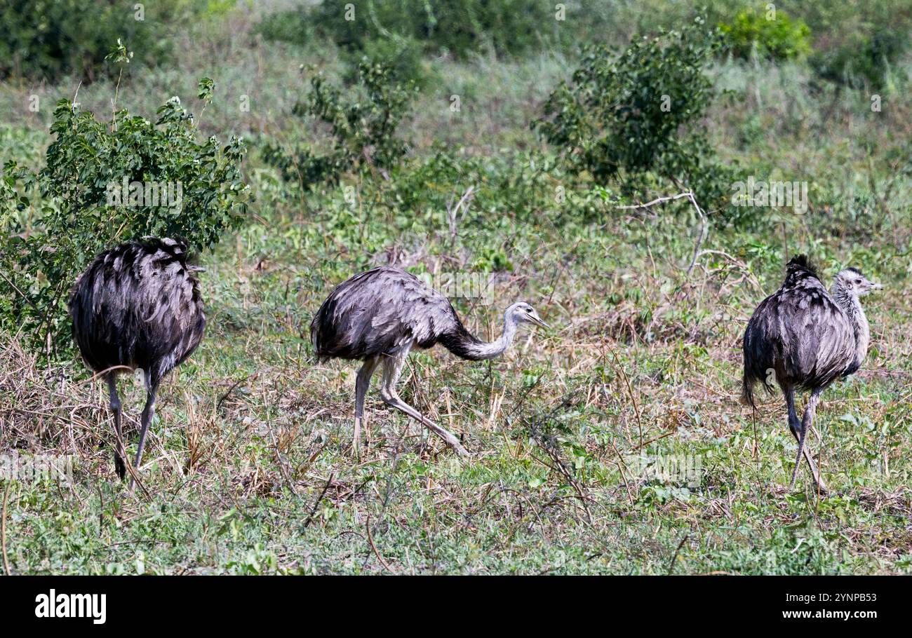 Trois Rhea, Rhea americana, Rhea supérieur ou américain, grand oiseau sauvage sans vol dans le Pantanal, Brésil Amérique du Sud Banque D'Images