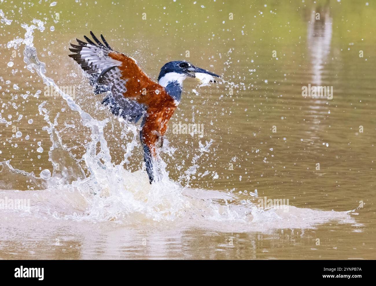 Kingfisher annelé pêche et capture de poissons, Megaceryle torquata, oiseau dans le Pantanal, Brésil. Faune du Pantanal. Banque D'Images