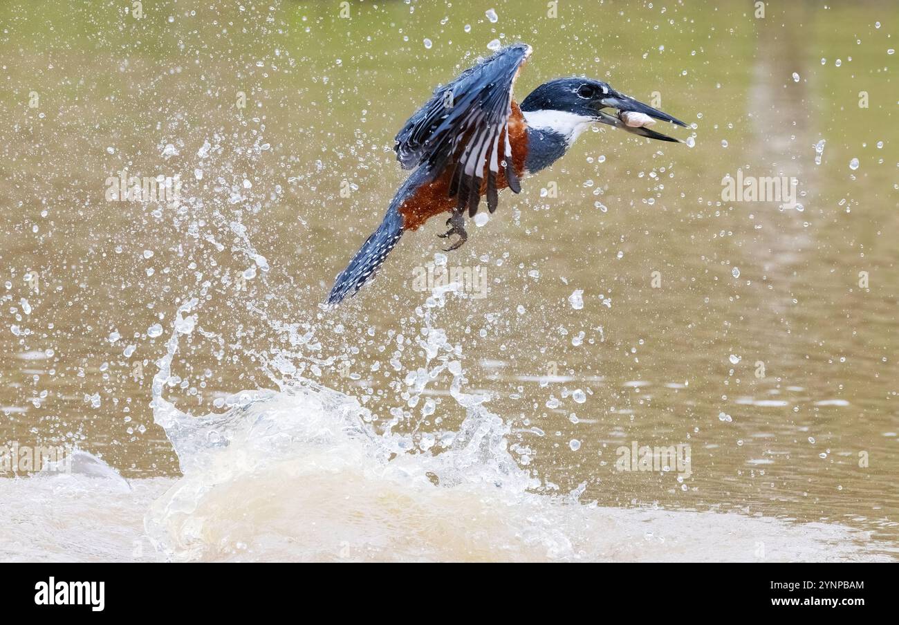 Kingfisher annelé pêche et capture de poissons, Megaceryle torquata, oiseau dans le Pantanal, Brésil. Faune du Pantanal. Banque D'Images