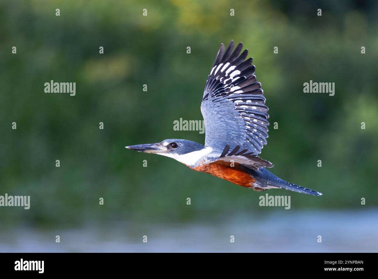 Kingfisher annelé volant, Megaceryle torquata, un oiseau mâle adulte en vol, oiseaux du Pantanal, faune du Pantanal, Pantanal Brésil, Amérique du Sud Banque D'Images