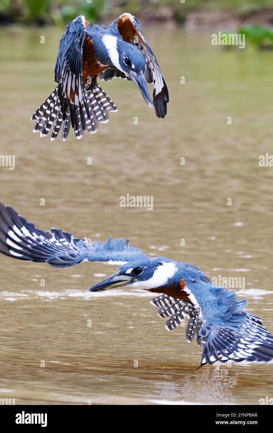 Deux Martins-pêcheurs, Kingfisher annelé, Megaceryle torquata, pêche ; le Pantanal; faune du Pantanal, Brésil Amérique du Sud. Oiseaux sud-américains Banque D'Images