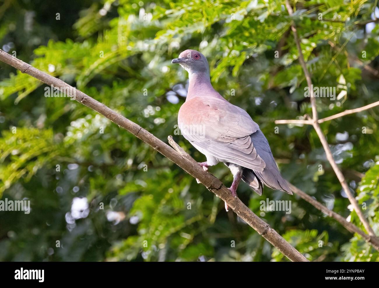 Pigeon pâle, Patagioenas cayennensis ; un oiseau adulte perché ; oiseaux et faune du Pantanal, Pantanal, Brésil, Amérique du Sud Banque D'Images