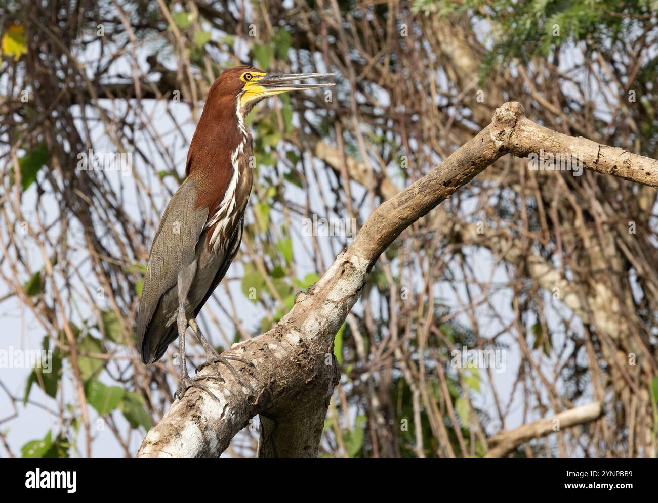 Héron tigre rufescent, Tigrisoma lineatum ; un oiseau adulte, vue de côté, perché dans un arbre, famille de hérons, oiseaux du Pantanal ; Pantanal, Brésil Amérique du Sud Banque D'Images
