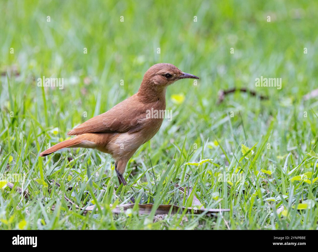 Rufous Hornero, Furnarius rufus, un oiseau adulte, vue de côté, sur le sol, oiseaux du Pantanal ; Pantanal, Brésil Amérique du Sud Banque D'Images