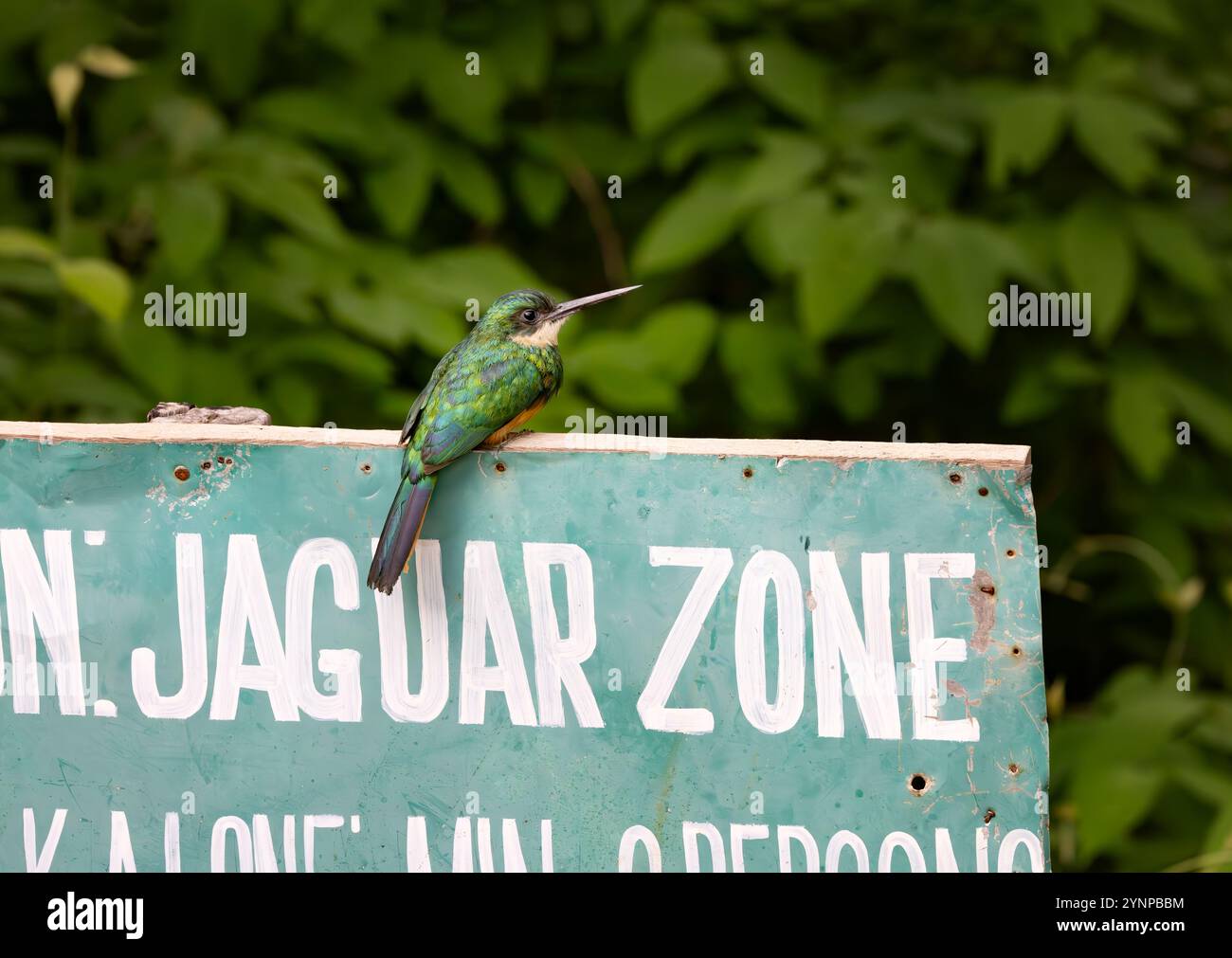 Jacamar à queue rousse, Galbula ruficauda, perché sur un panneau, oiseaux du Pantanal et faune, Pantanal Mato Grosso, Brésil Amérique du Sud Banque D'Images