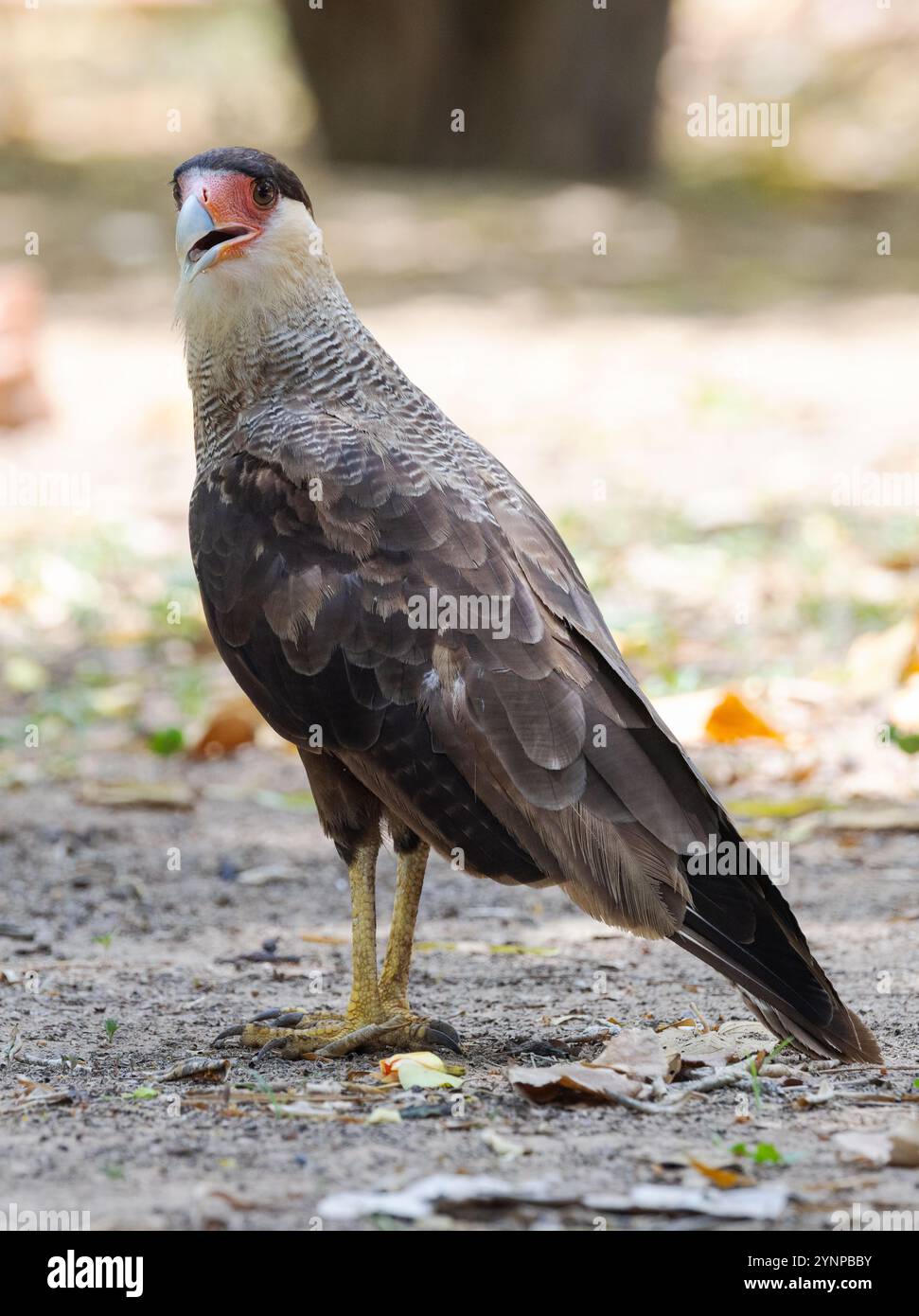 Caracara, Caracara plancus à crête méridionale ; un oiseau adulte au sol ; oiseaux et faune du Pantanal, Pantanal, Brésil Amérique du Sud Banque D'Images