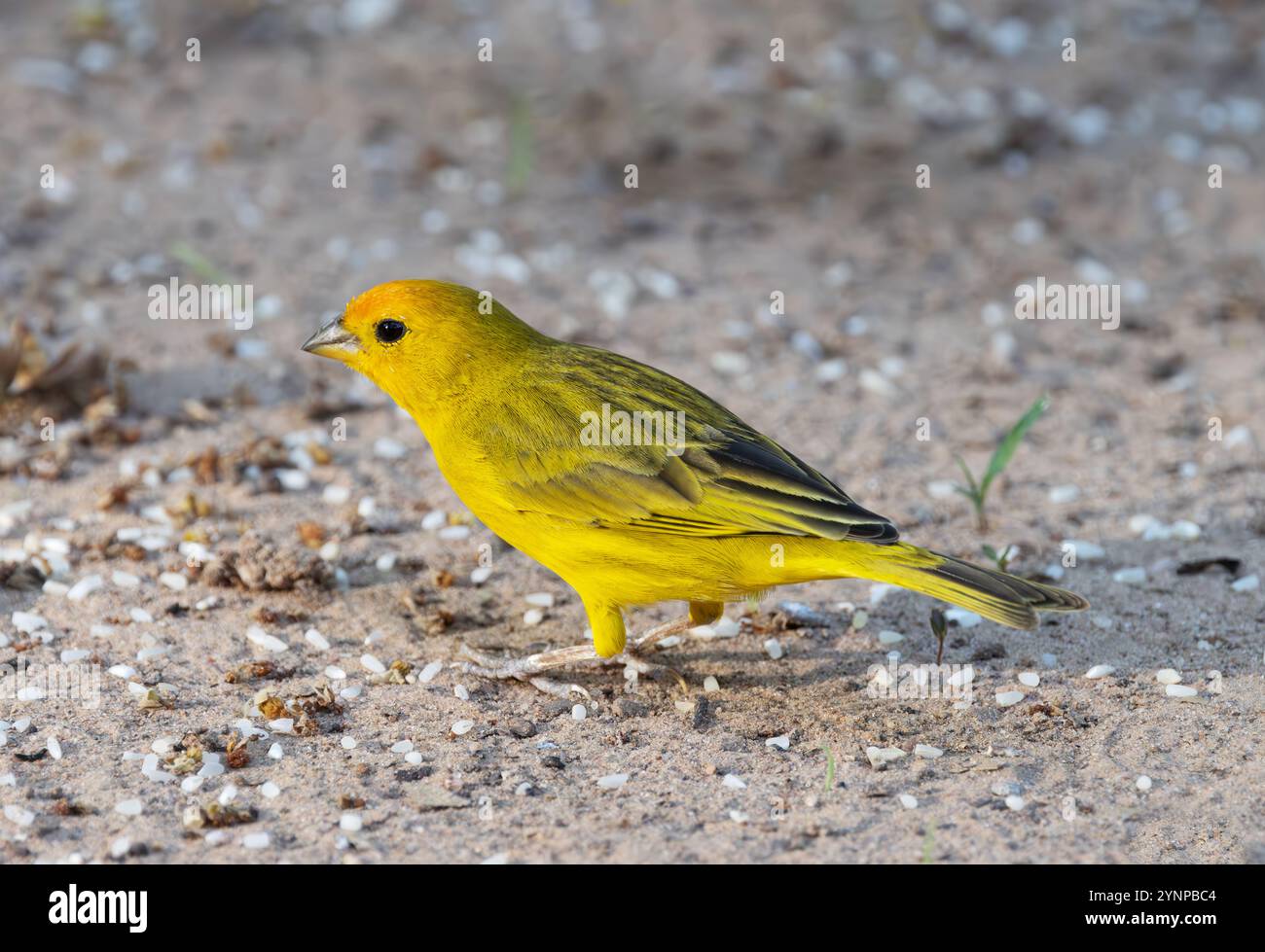 Un pingembre safran, Sicalis flaveola, oiseau adulte, vue de côté, oiseaux Tanager jaunes ou pingouins, Pantanal, Brésil, Amérique du Sud Banque D'Images
