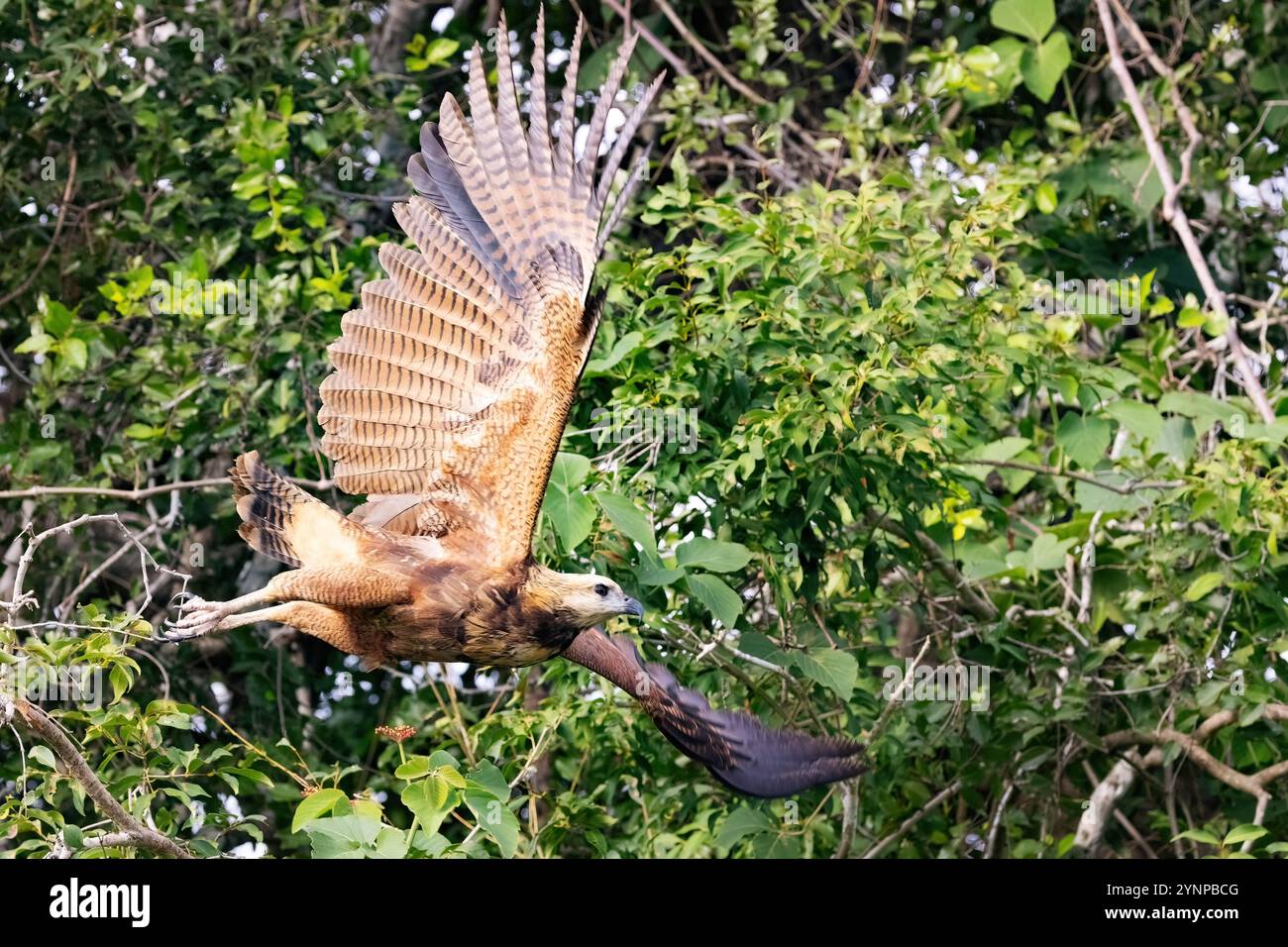Savannah Hawk, Buteogallus meridionalis, un grand oiseau de proie sud-américain volant sauvage dans la forêt, Pantanal, Brésil Amérique du Sud Banque D'Images