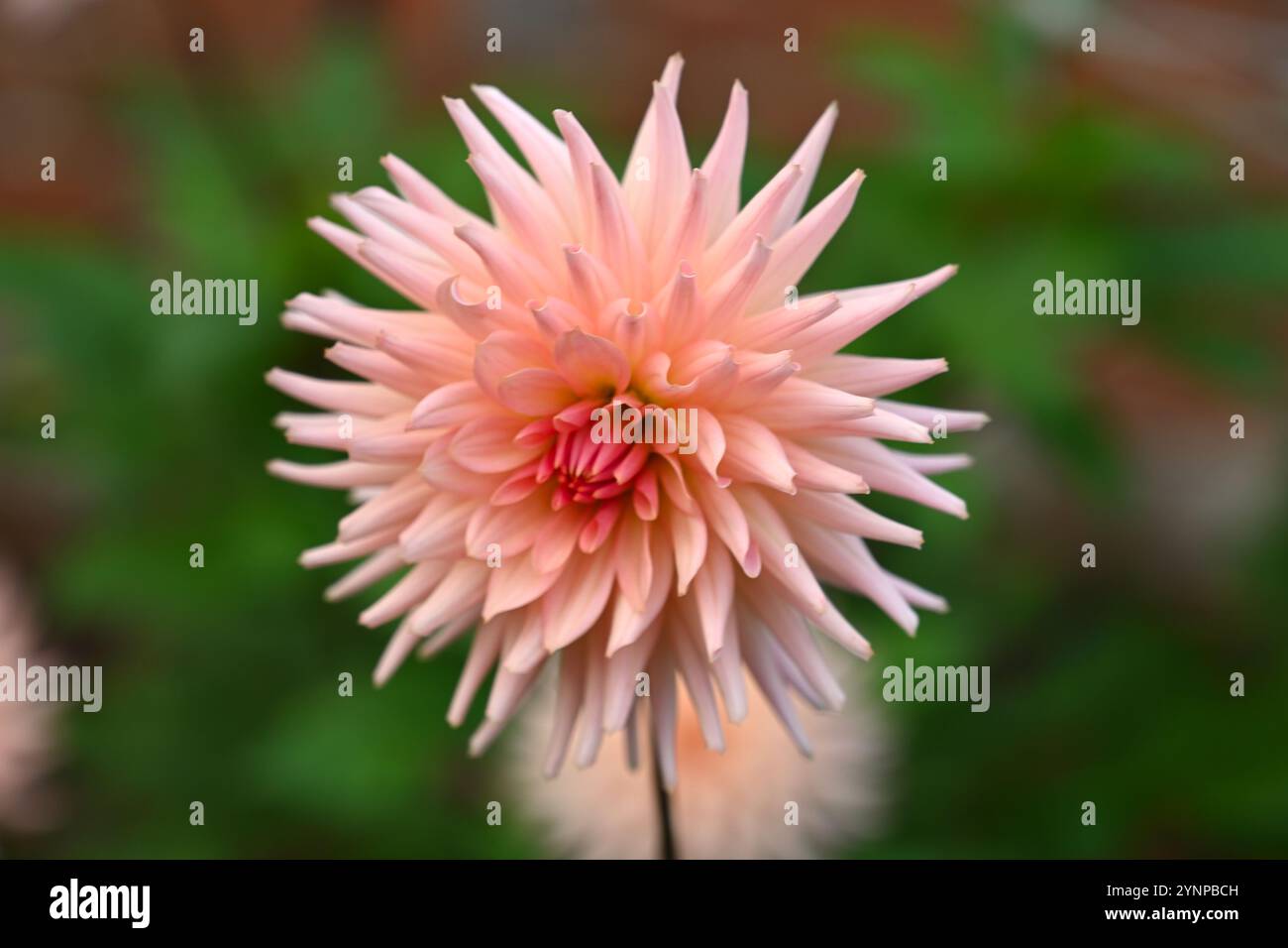 Saumon rose fleur d'automne de cactus dahlia préférence UK jardin octobre Banque D'Images