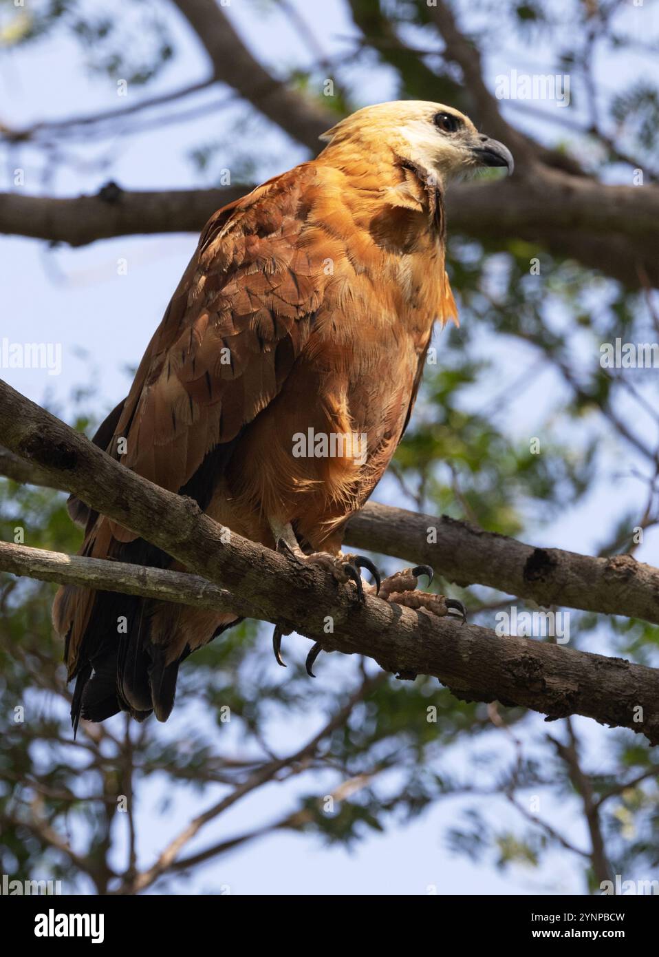 Savannah Hawk, Buteogallus meridionalis, un grand oiseau de proie sud-américain, un oiseau adulte sauvage perché dans un arbre, Pantanal, Brésil Amérique du Sud Banque D'Images