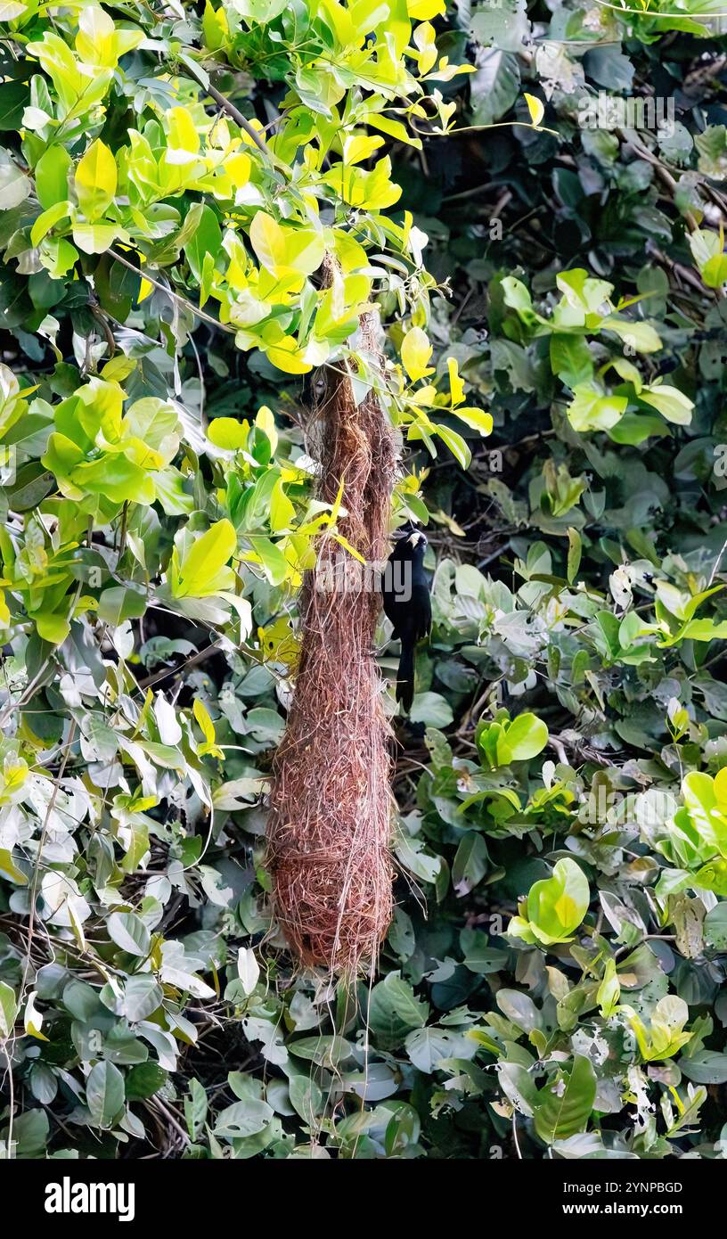 Solitaire Cacique, Cacicus solitarius ; un oiseau adulte perché sur son nid ; oiseaux du Pantanal et faune sauvage, Pantanal, Brésil Amérique du Sud Banque D'Images