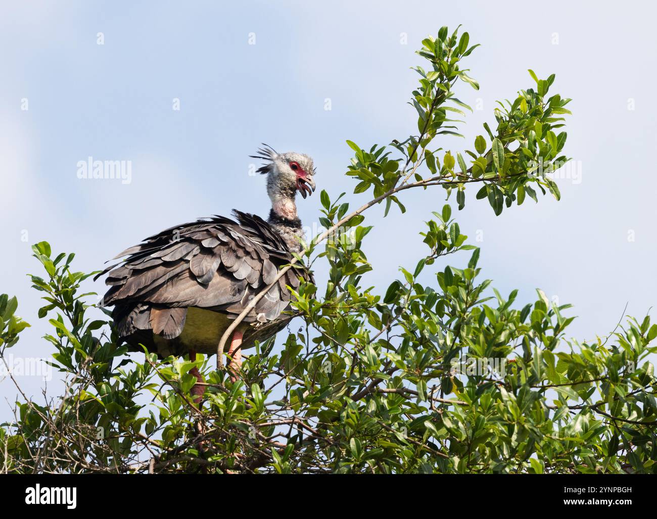 Screamer du Sud, Chauna torquata ; un oiseau adulte perché dans un arbre ; oiseaux et faune du Pantanal, Pantanal, Brésil Amérique du Sud Banque D'Images